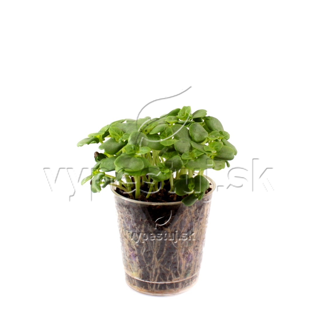 Perila zelená na mikrozeleninu 100 g